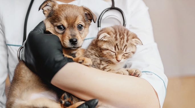 Boom-Sparte Tierkrankenversicherung: Jetzt Partner der DFV werden